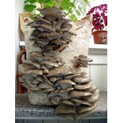 Готовые грибные блоки фото