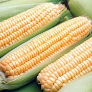 Кукуруза в початке замороженная фотография