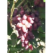 Саженци столового винограда сорт Ризамат