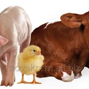 Кормовая добавка АОКС жидкий для предотвращения окисления жиров и жирорастворимых витаминов в кормах и кормовом сырье для сельскохозяйственных животных фото