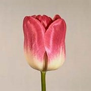 Срезанный цветок Тюльпан Rosario