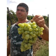 Саженцы винограда Лора фотография