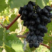 Компания ГЦ ТЕРПАН ИВАН занимается продажей винограда столовых сортов: Кодрянка(черный) , Презетабль (белый), Мечта(киш-миш) . Подробнее: http://9497.md.all.biz/vinograd-vinograd-v-moldove-i-na-eksport-g96061 фото
