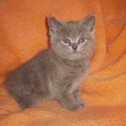 Продажа котят Scottihs-fold фото