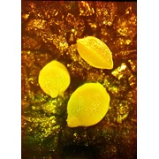 Голограмма художественная Лимоны фото