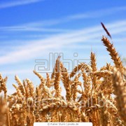 Пшеница твердая, магкая, фуражная, посевная, озимая фото