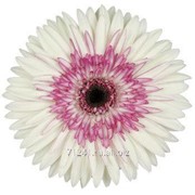 Срезанный цветок Гербера Basic фото