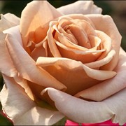 Саженцы чайно-гибридной розы фото
