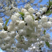 Слива Prunus Avium 20-40
