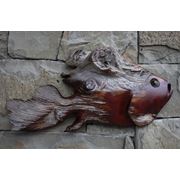 Рыбка Зима можжевельник фото