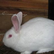 Кролики породы паннон фото