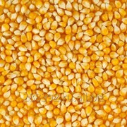 Семена кукурузы "Краснодарская 291"