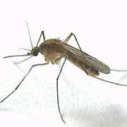 Борьба с комарами, Дезинфекция, дезинсекция, дератизация