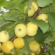 Саженцы яблони сорт Китайка золотая ранняя