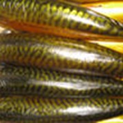 Продукция рыбная фото