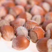 Фундук фото