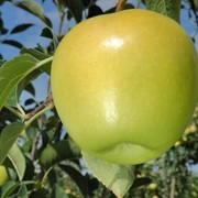 Саженцы яблони сорта Голден делишес рейджерс на подвое мм106 фото