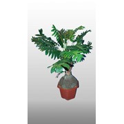 Саженцы декоративных деревьев фото