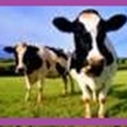 Животные для животноводства - коровы фото