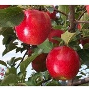 Яблоня сорт Джонаголд. фото