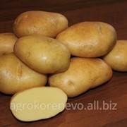Семенной картофель сорт Жигулевский суперэлита фото