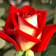 Розы Нью Фешн