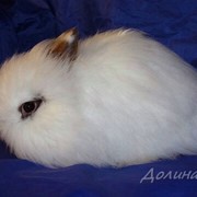 Кролик карликовый декоративный