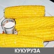 Кукуруза замороженная фотография