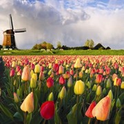 Нидерланды от 330 EUR на 5дней фотография