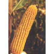 Семена кукурузы ЗПСК 505 фото