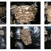 Консультативная поддержка на всех этапах культивирования гриба фото