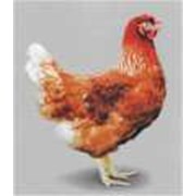 Цыплята Ломан Браун курочка суточная фото