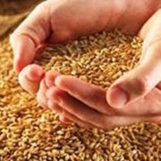 Семена пшеницы твердой озимой. Выращивание культур в сочетании с животноводством, смешанное сельское хозяйство. фотография