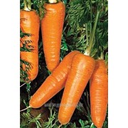 Семена моркови Редко 100000 шт.