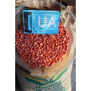 Семена кукурузы сорт “Солонянский 298 СВ“ фото