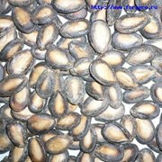 Семена арбуза элитные фотография