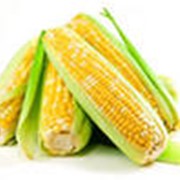 Фуражное зерно кукурузы сорт Фалькон фото