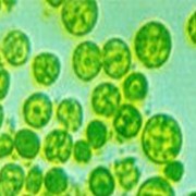 Chlorella alge, alge chlorella, sun a chlorella фото