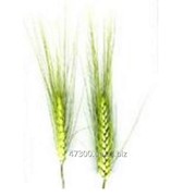 Спельта Полба - пшеница, содержащая самое большое количество белка-от 27% до 37% фото