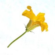 Цветы цуккини Zucchini flowers, Ярко-желтые цветы цуккини и тыквы, импортная продукция ОПТОМ