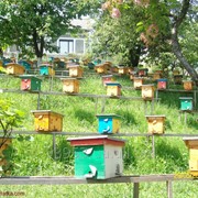 Пчеломатки Карпатской породы фото