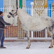 Лошади Орловской породы