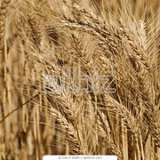Пшеница третьего класса, поставки по Украине и на экспорт фото