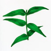 Альтернатива вазелина - Vaseline Type B растительного происхождения