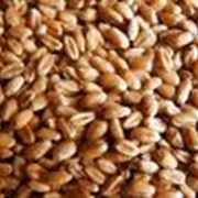 Выращивание зерна пшеницы фото