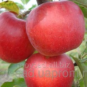 Саженец яблони летние Мекентош фотография