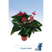 Антуриум Purple Heart -- Anthurium Purple Heart