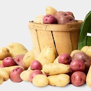 Среднеранний картофель фотография