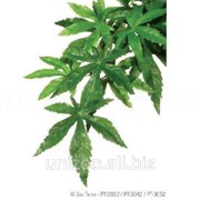 Террариумное растение шелковое Hagen Exo Terra ABULITON (L) фото