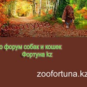 Zoo форум Фортуна кз фото